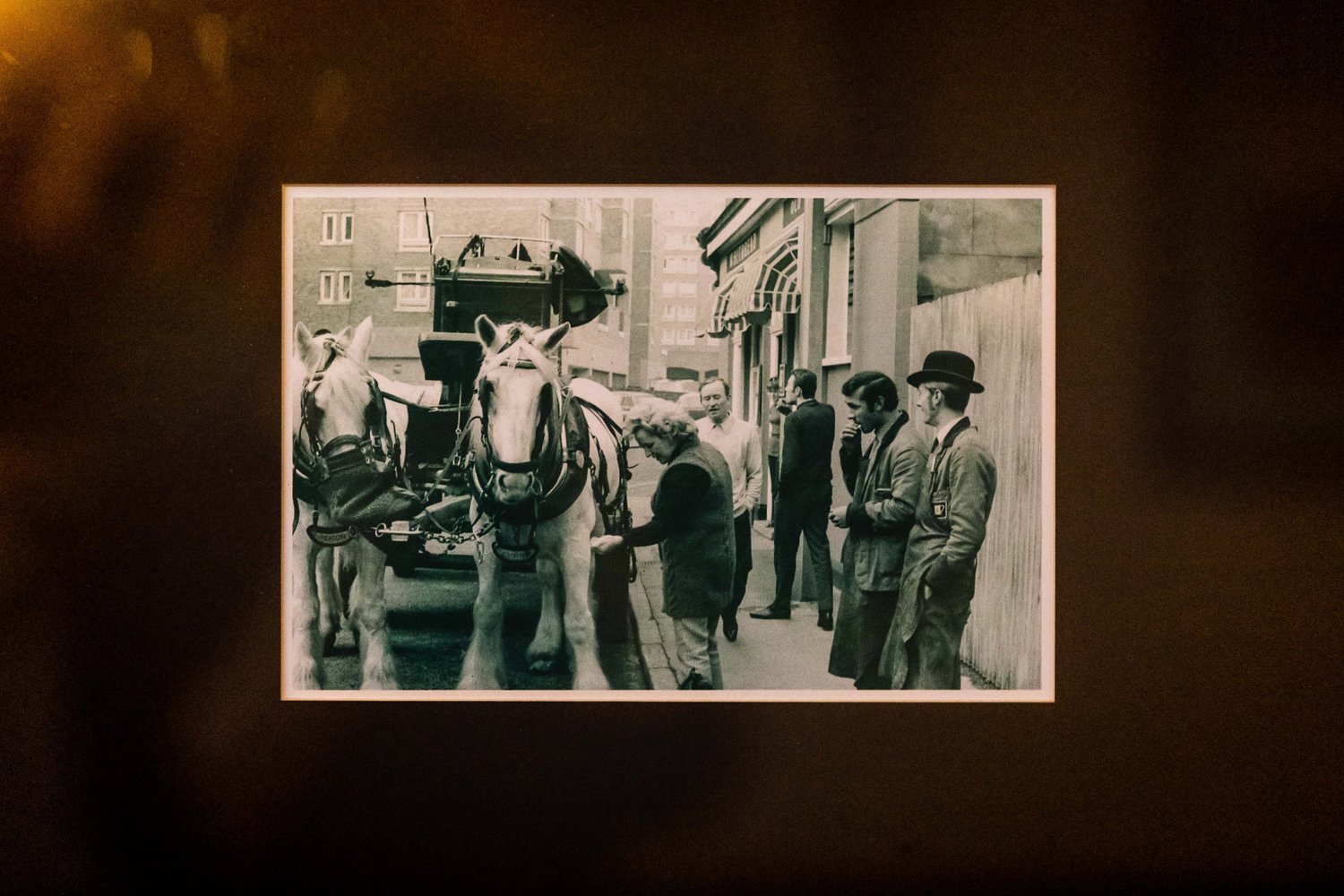 Brewery dray horses, from the house photographs